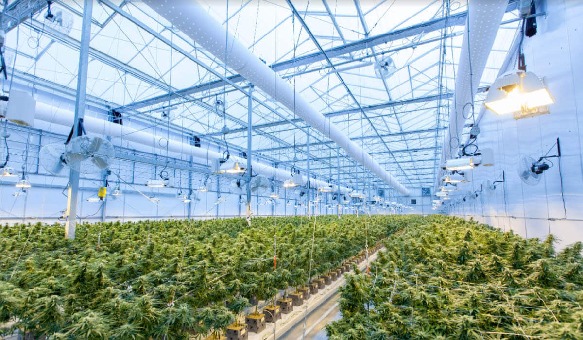 Indoor Cannabis Grow House